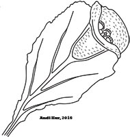 Herbarium Specimens of Tennessee logo